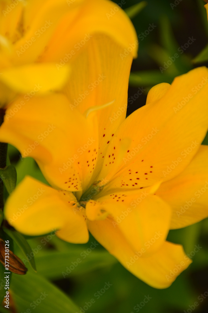 Bright yellow lily flowers on a background of green leaves Bright yellow lily flowers on a background of green leaves