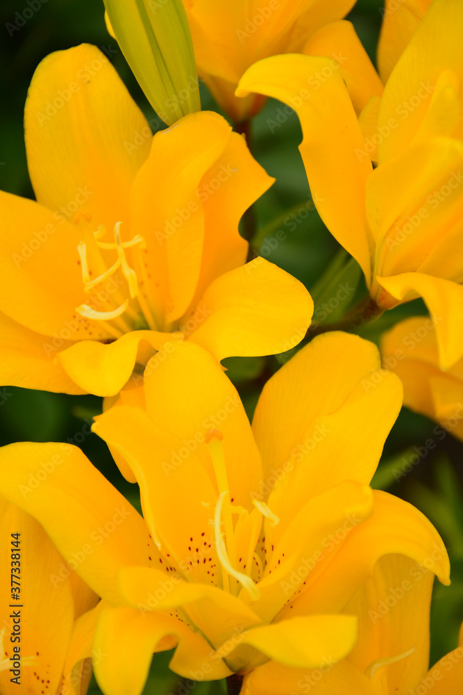 Bright yellow lily flowers on a background of green leaves Bright yellow lily flowers on a background of green leaves