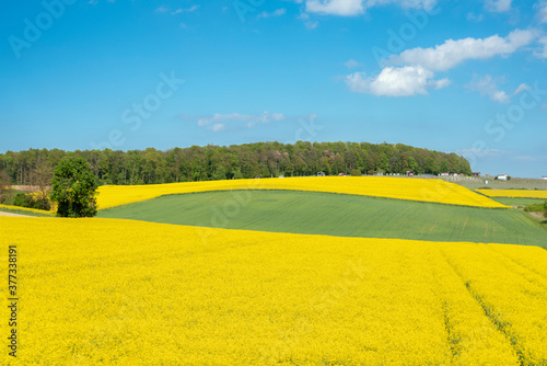 Agricultural landscape with rape field in Johlingen