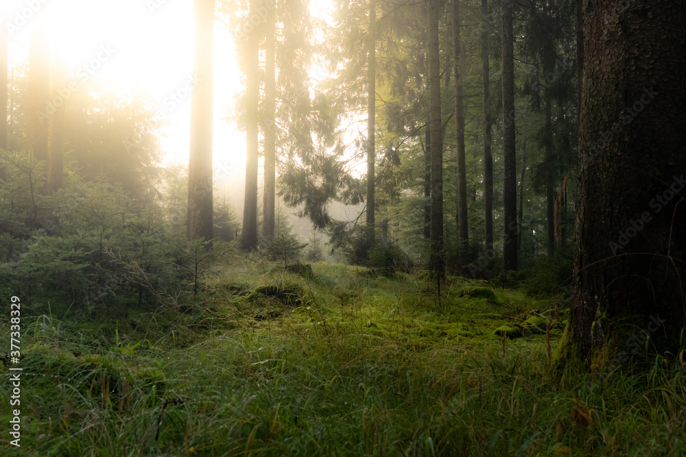 Magical autumn forest. Sunny meadow in the middle of the dark woodland. Happy, seasonal, environment concept Magical autumn forest. Sunny meadow in the middle of the dark woodland. Happy, seasonal, environment concept