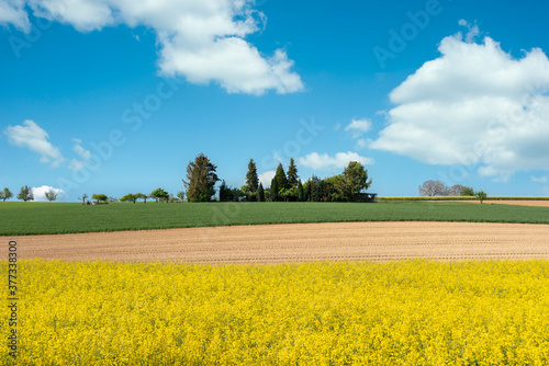 Fototapeta Naklejka Na Ścianę i Meble -  Agricultural landscape with rape field in Johlingen