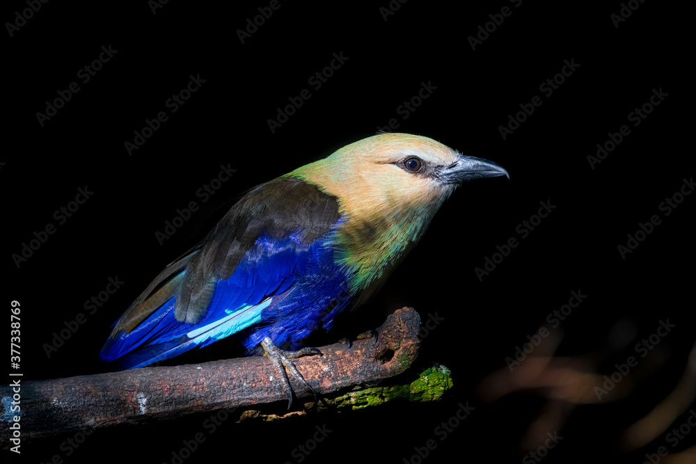 Fototapeta premium Closeup photo of the african bird Lilac-breasted roller (Coracias caudatus) standing on a branch