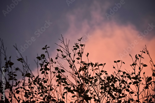 Dark Tree Branches against a Dramatic Purple and Pink Sky