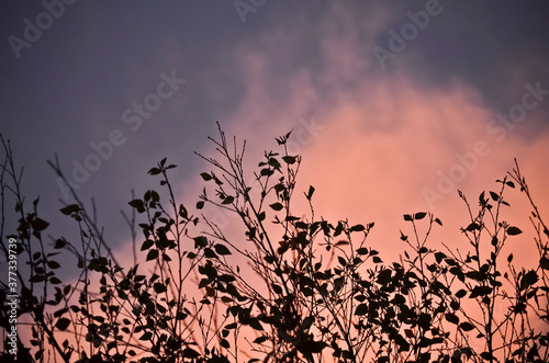 Quadro em tela Dark Tree Branches against a Dramatic Purple and Pink Sky