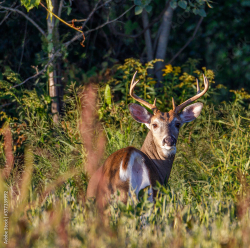 White-tailed Buck in a weedy soybean field during late summer. selective focus  background and foreground blur 