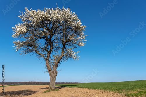 Agricultural landscape with a blooming fruit tree in Johlingen