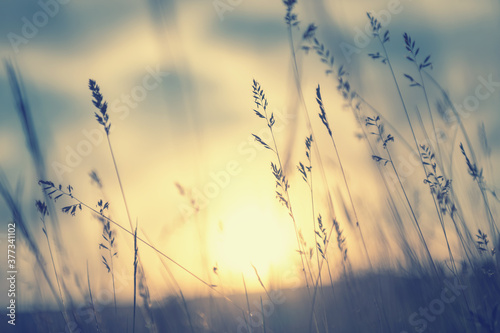 Wild grasses in a field at sunset. Macro image  shallow depth of field. Vintage filter. Beautiful autumn nature background
