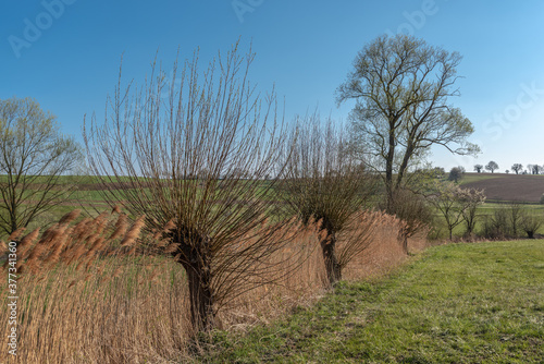 Small biotope with white willows in Johlingen