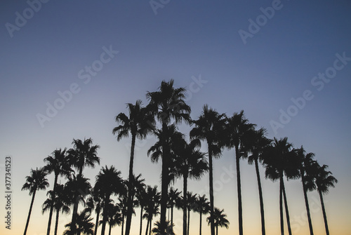 palm trees at sunset on a blue sky background