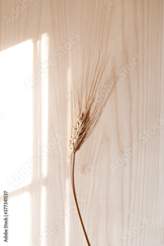 Ear of Wheat on Maple Cut Wood, Flat Lay, Fall Harvest, Autumn, Organic Ingredients, Shadows and Light, Window Shadow, Natural Wood, Stationary Mock-ups, Seasons, Design Presentation