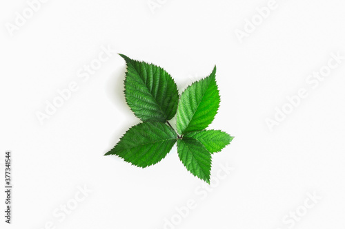 Blackberry leaf isolated on white background, with shadow.