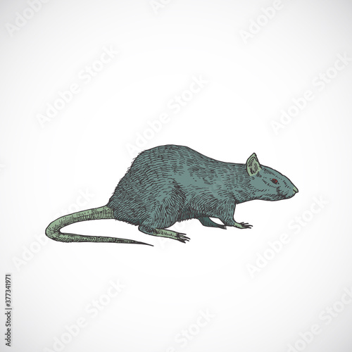 Hand Drawn Colorful Halloween Scary Crawling Rat Vector Illustration. Abstract Animal Sketch. Holiday Doodle Style Drawing.