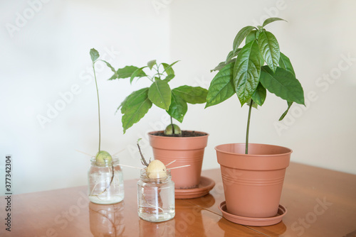 avocado plants in a pot and glasses, phases of growing © Marketa