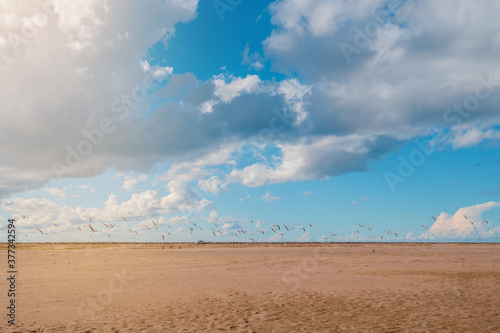 Sand and blue sky, a flock of gulls walking on the sand