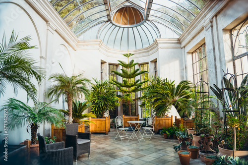 Orangery with tropical plants in wooden pots and garden furniture inside of the residential house. Largely built conservatory. Classic interior and trendy biophilic style. Copy space. photo