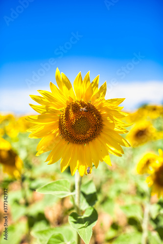 Sunflowers field with Bees