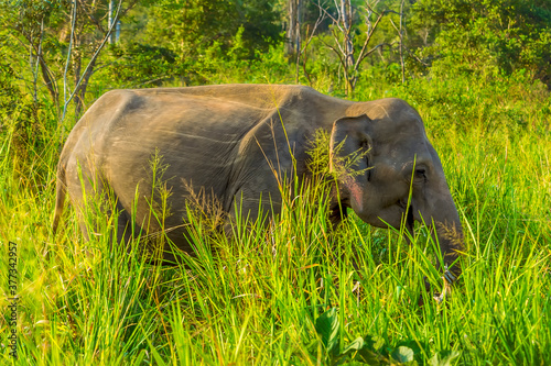 An elephant moves through the tall grass in Sri Lanka