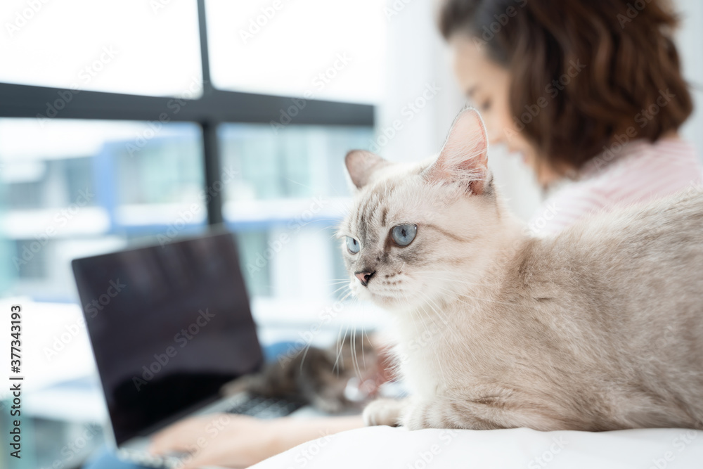 Business woman working from home with cat Concept home quarantine, COVID-19, Coronavirus outbreak situation