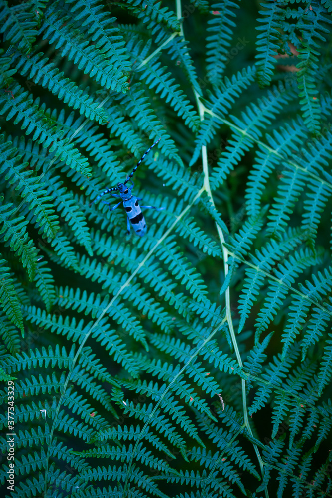 Fototapeta Rosalia longicorn (Rosalia alpina), Cerambycidae, Coleoptero, Insecto, Redes Natural Park, Caso Council, Asturias, Spain, Europe