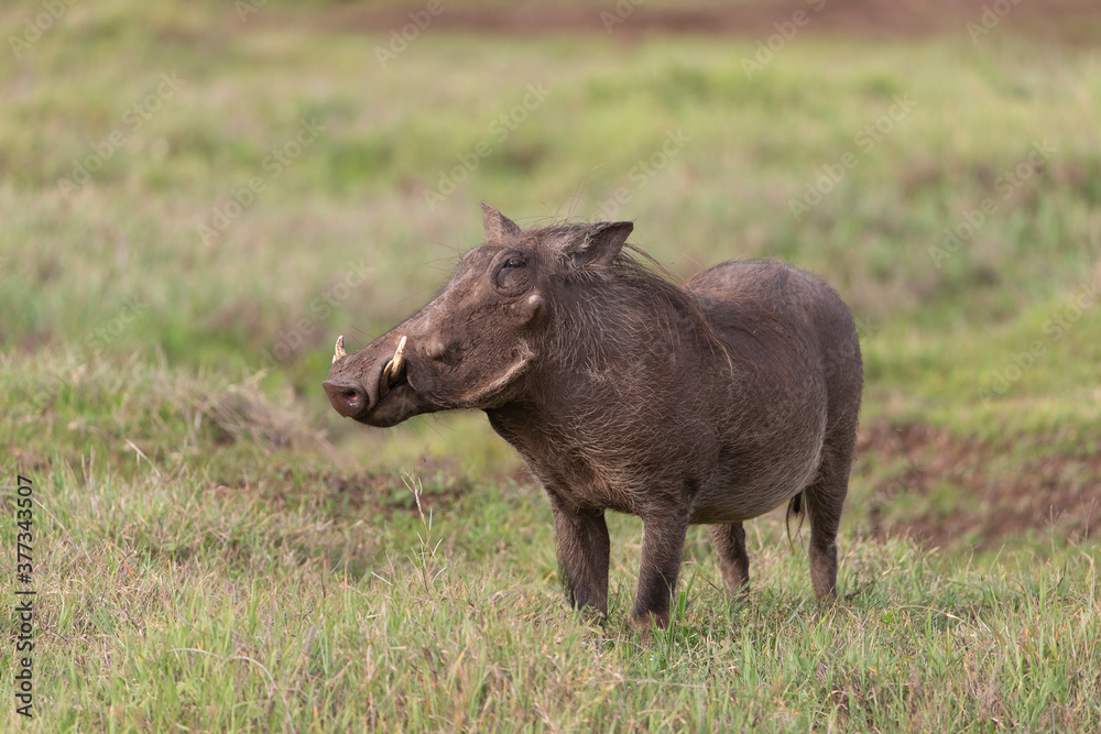 Warthog in Kenya Africa