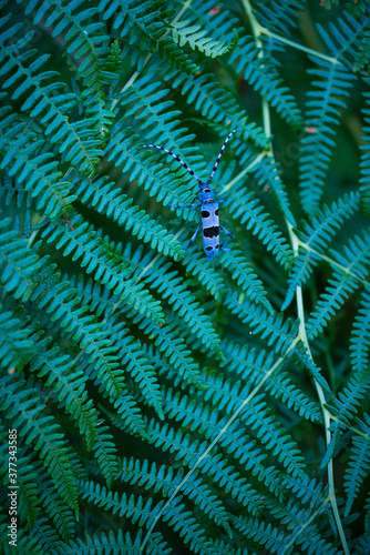 Wallpaper Mural Rosalia longicorn (Rosalia alpina), Cerambycidae, Coleoptero, Insecto, Redes Natural Park, Caso Council, Asturias, Spain, Europe Torontodigital.ca