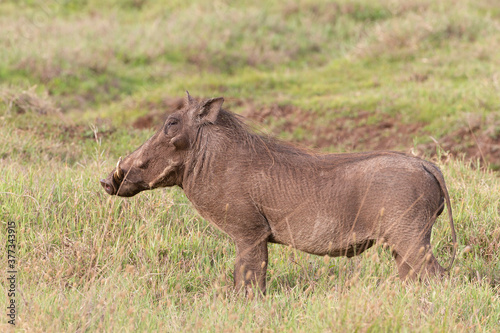 Warthog in Kenya Africa