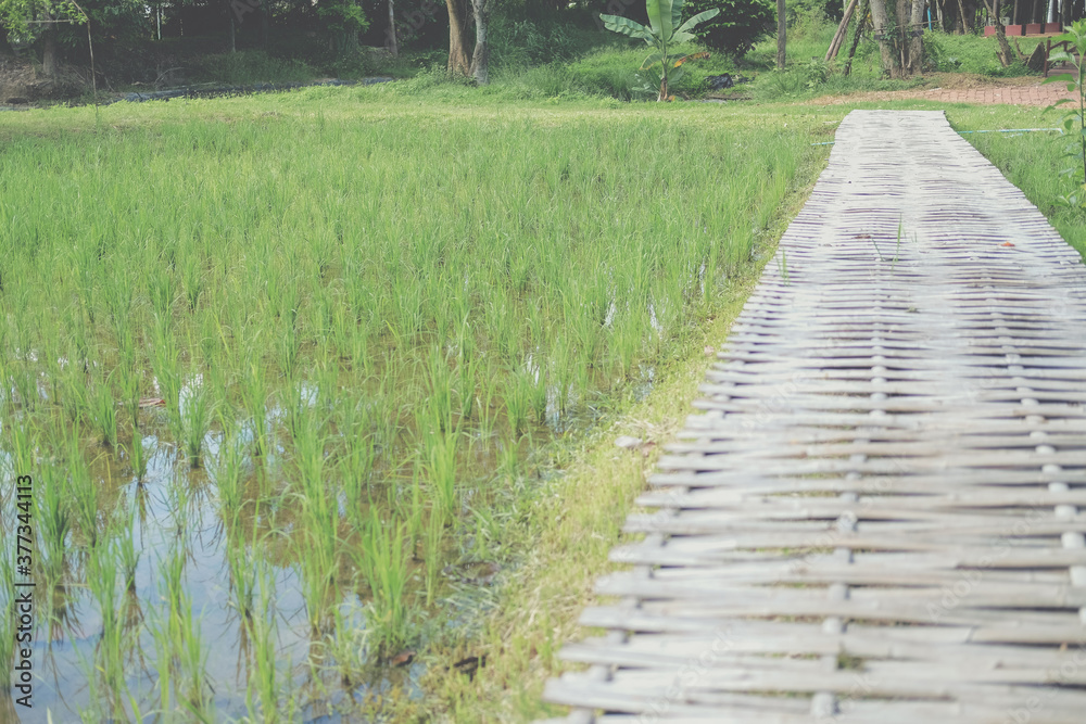 rice paddy field & bamboo footbridge bridge rice paddy field & bamboo footbridge bridge