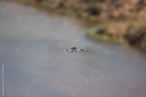Kingfisher hovering over water