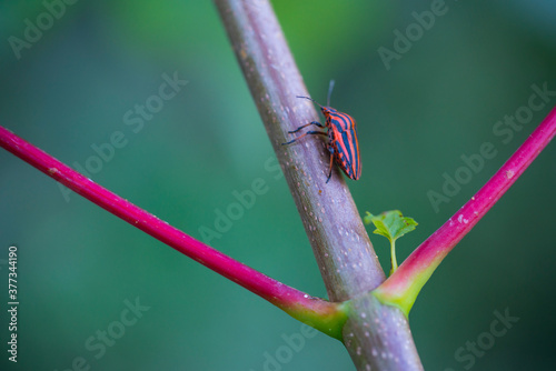 Italian striped bug and minstrel bug (Graphosoma lineatum), Pentatomoidea, Hemipteros, Redes Natural Park, Caso Council, Asturias, Spain, Europe