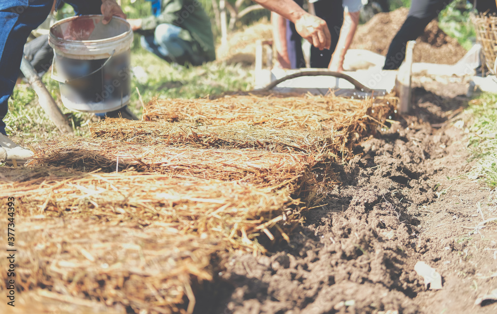 custom made wallpaper toronto digitalfarmer growing straw mushroom on rice straw