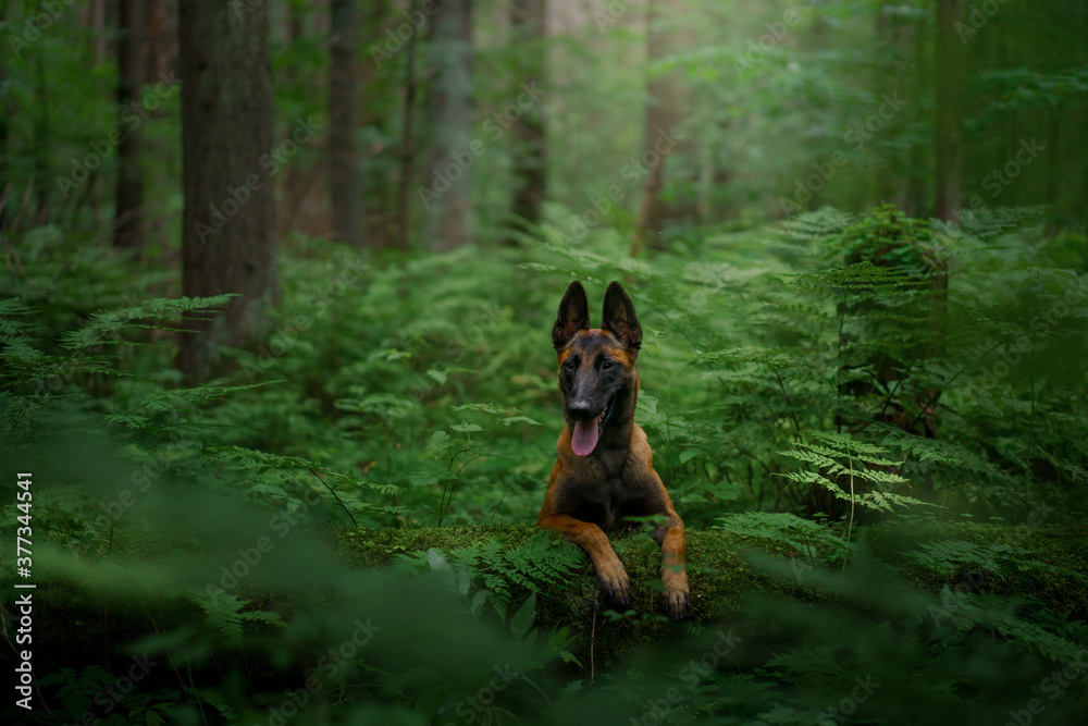 dog in the forest. Malinois in nature. pet outdoors dog in the forest. Malinois in nature. pet outdoors
