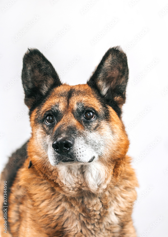 Mixed breed dog posing in studio white background. Shelter dog need home. Adopt a dog.