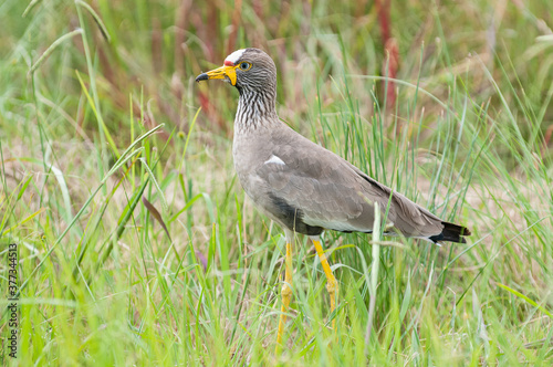 Wattled Plover