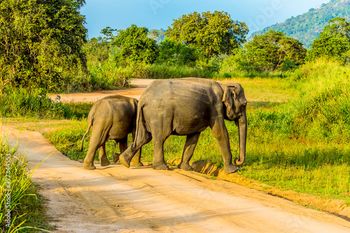 Mother and baby elephant crossing a trail in Sri Lanka