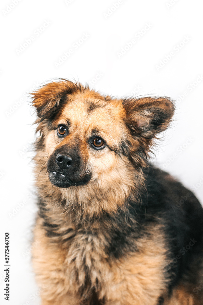 Mixed breed dog posing in studio white background. Shelter dog need home. Adopt a dog. Mixed breed dog posing in studio white background. Shelter dog need home. Adopt a dog.