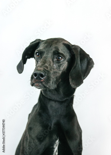 Mixed breed dog posing in studio white background. Shelter dog need home. Adopt a dog.