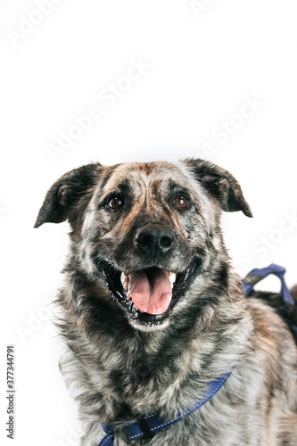 Fototapeta Naklejka Na Ścianę i Meble -  Mixed breed dog posing in studio white background. Shelter dog need home. Adopt a dog.
