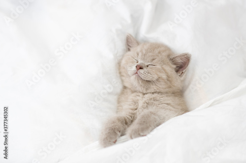 Happy kitten sleeps under white blanket on a bed at home. Top down view. Empty space for text