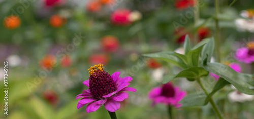 Bright pink and orange elegant zinnia flowers in the garden.