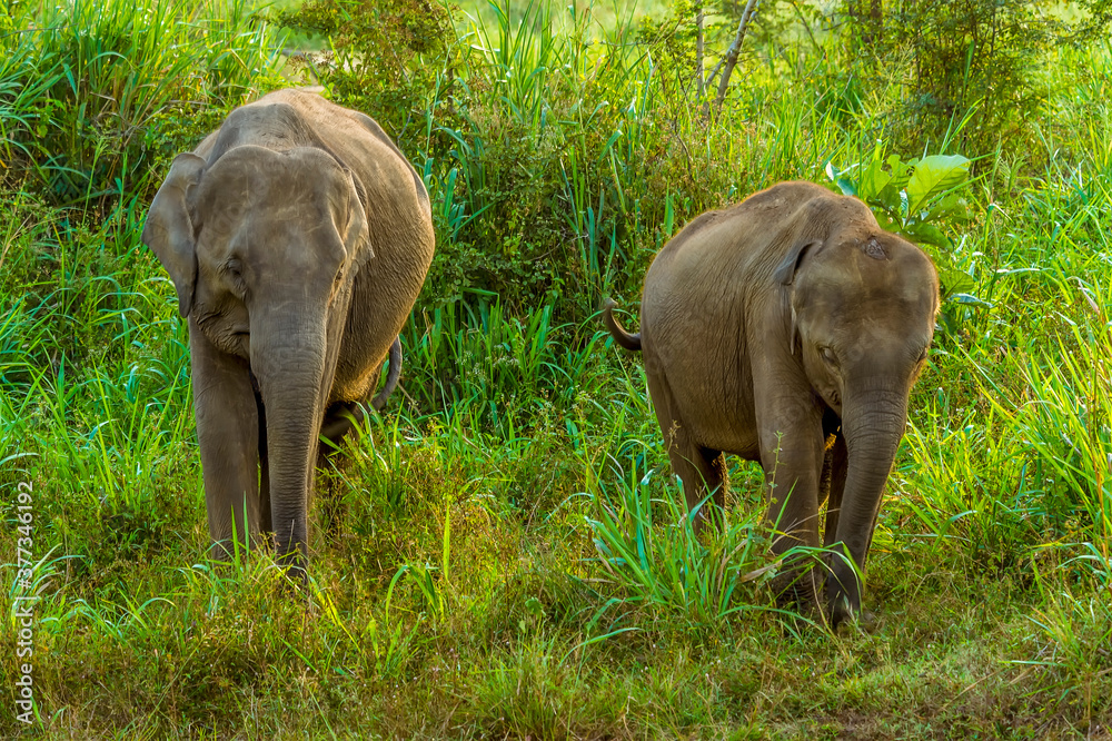 Obraz premium Mother and baby elephants stroll through the undergrowth in Sri Lanka 
