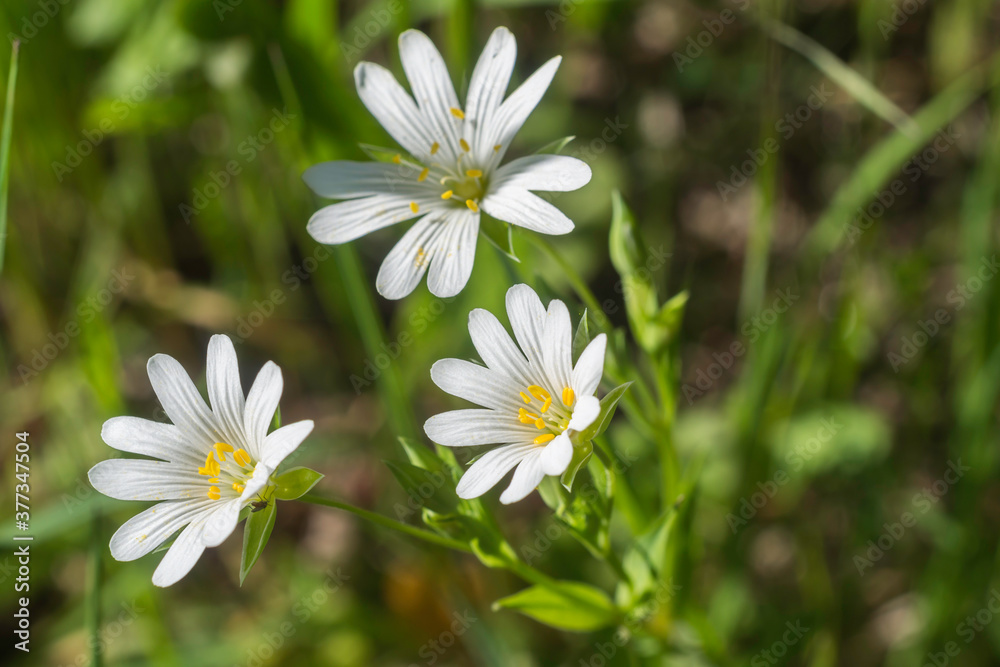 The Greater Stichwort in early May. The Greater Stichwort in early May.
