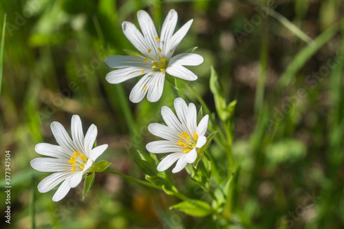 The Greater Stichwort in early May. © Philip