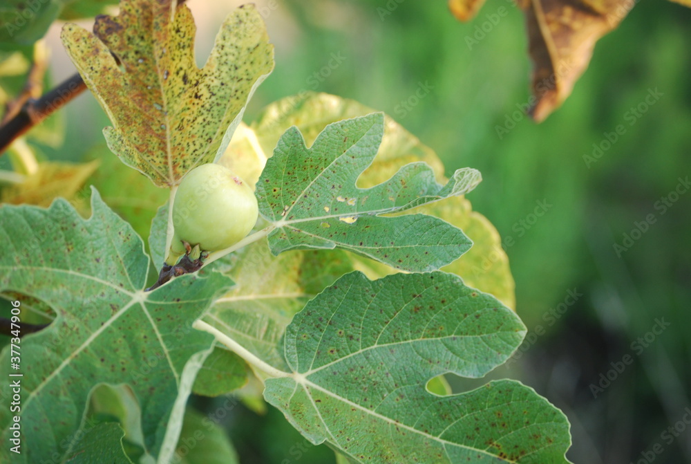 Obraz premium White Fig Fruit on Tree