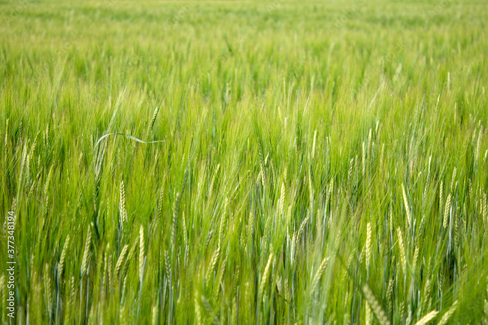 
green young field seen from the side
