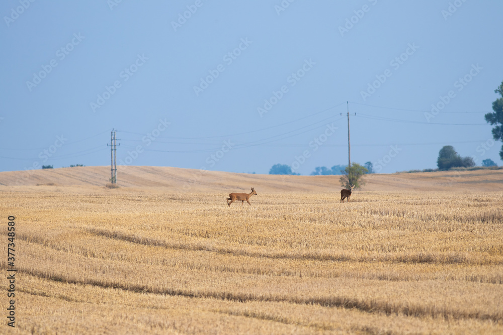 
yellow grain field seen from the side