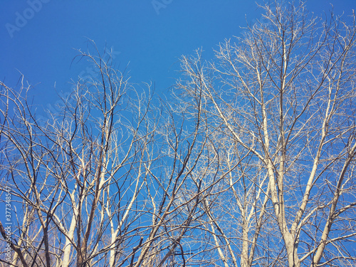 Blue Sky and trees