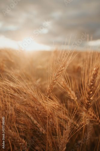 wheat field in the sunset
