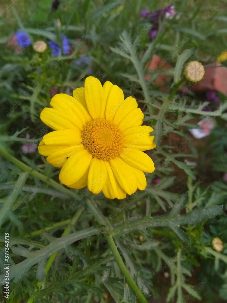 yellow flowers in the garden, yellow flowers yellow flowers in the garden, yellow flowers