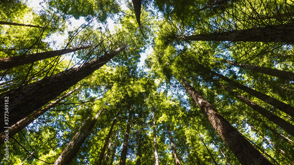 Fototapeta premium green and big redwoods
