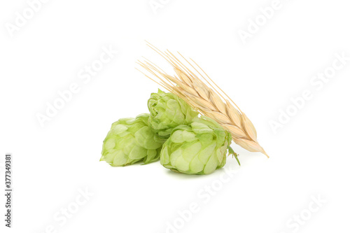 Hop and wheat isolated on white background